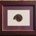 Ammonite beautifully Framed